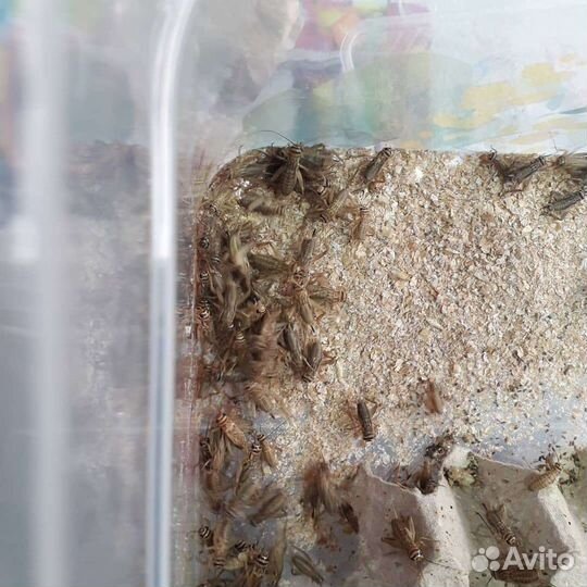 Корм для экзотических животных