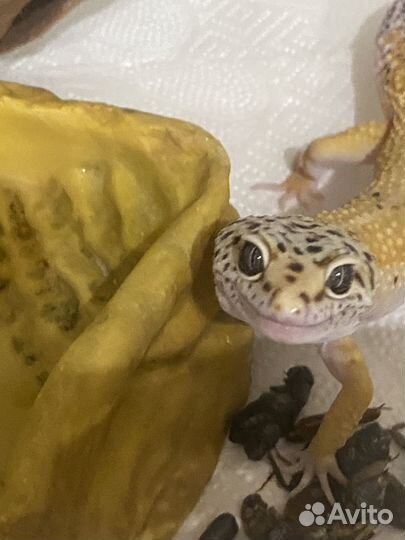 Эублефар самец вязка