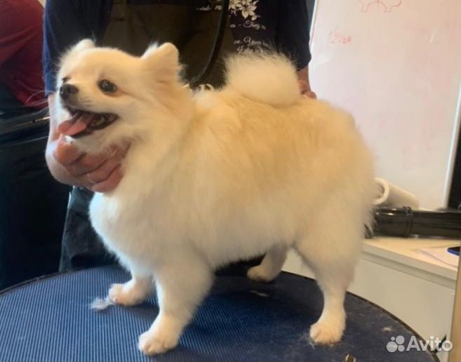 Груминг(стрижка,триминг,экспресс линька собак)