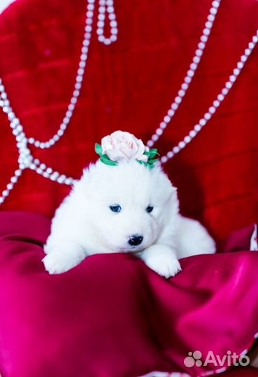 Щенки Самоеда