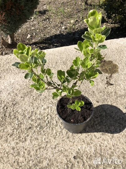 Бересклет Эонимус