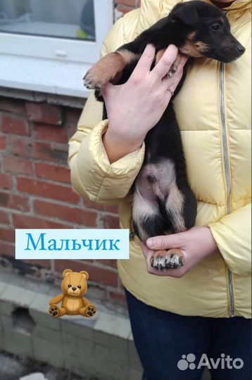 Отдам даром щенка