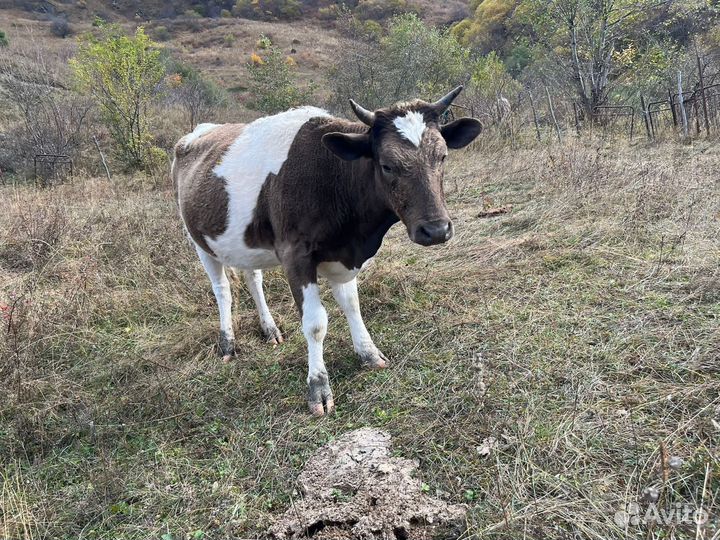 Коровы,телята,бычки