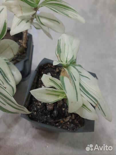 Традесканция бело-зелёный