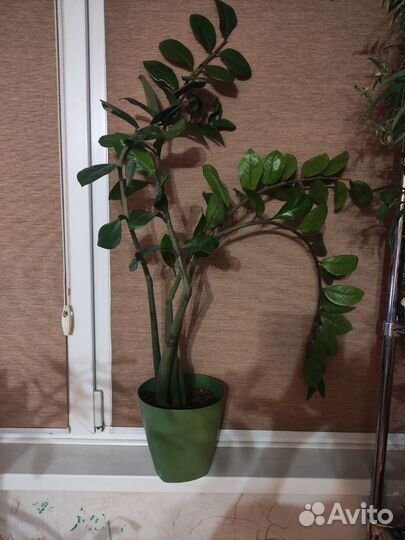 Замиокулькас