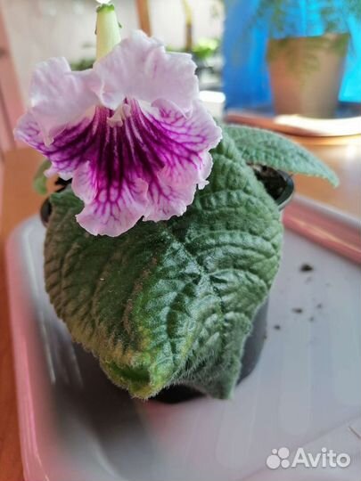 Стрептокарпусы