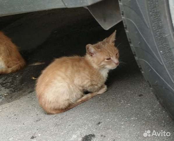 Котёнок рыжий 2 мес