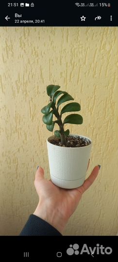 Замиокулькас Зензи