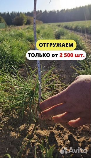 Саженцы ели окс от производителя