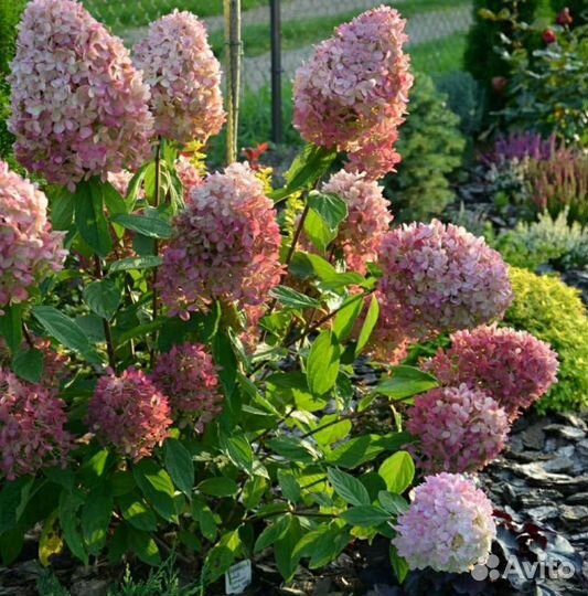 Цветы,кусты, гортензии