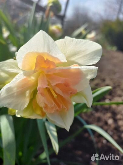 Луковицы нарциссов