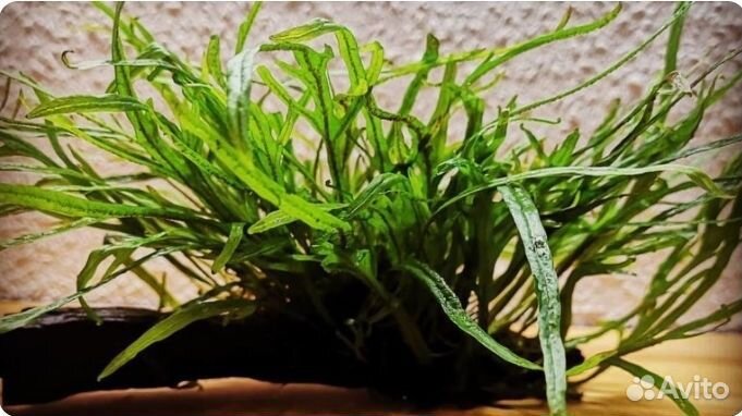 Растения для аквариума