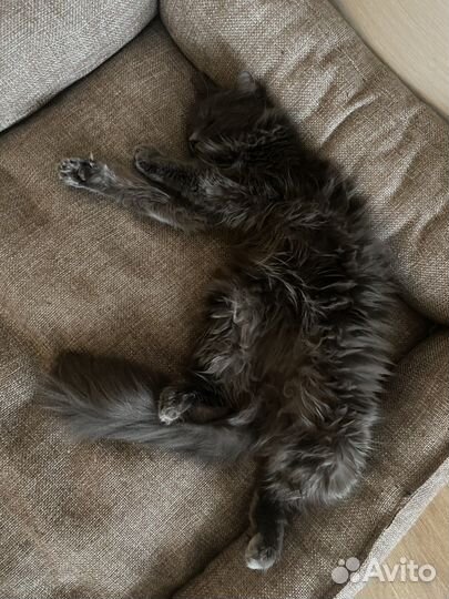 Отдаем кошку в добрые руки