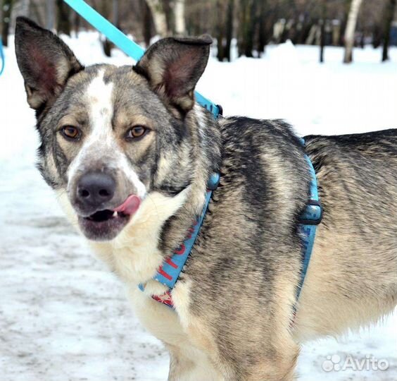 Собака Джаз в добрые руки