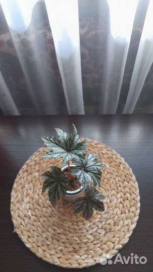 Бегония гриффон