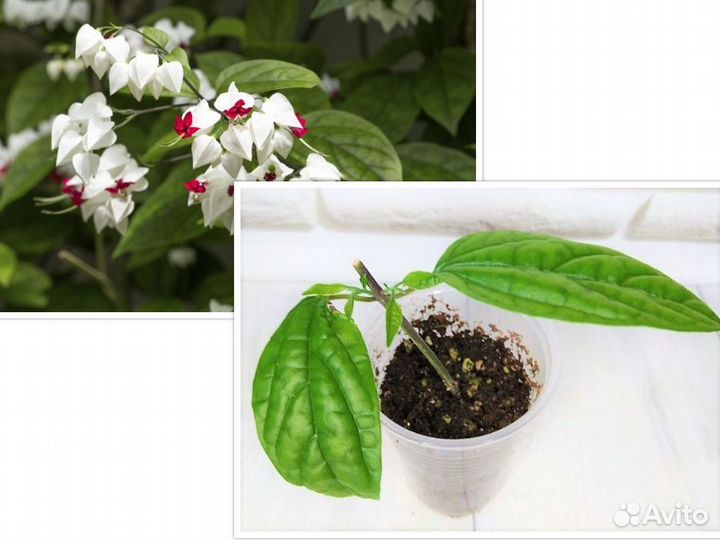 Клеродендрумы сортовые