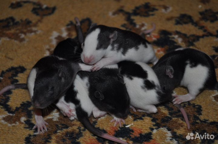 Продам декоративных крыс