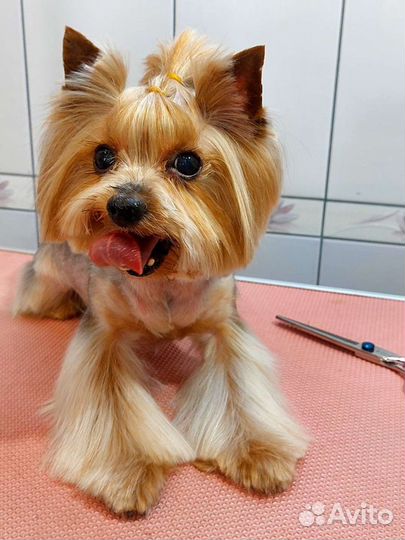 Грумер Уход за вашими питомцами