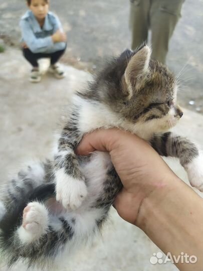 Котята