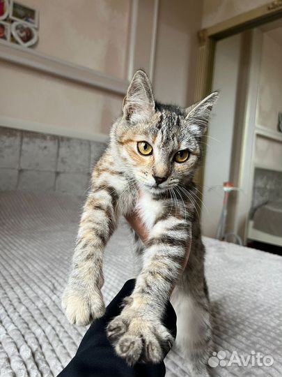 Кошка в дар