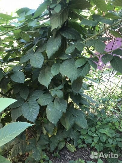 Саженцы ежевики