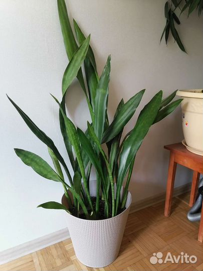 Сансевиерия сортовая, весь горшок