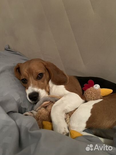 Щенки Бигль