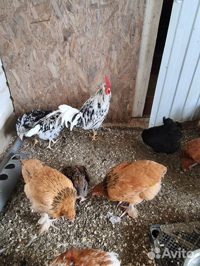 Молодые семьи мраморного леггорна и лакеданзи