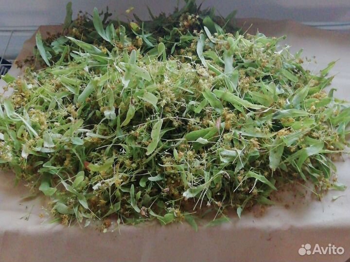 Лист смородины,малины,вишни, жасмин,облепиха, липа