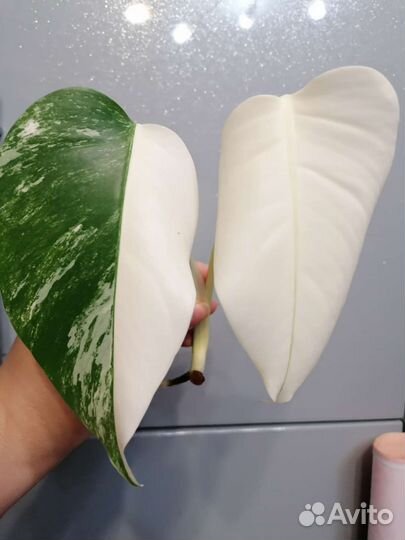 Монстера альба