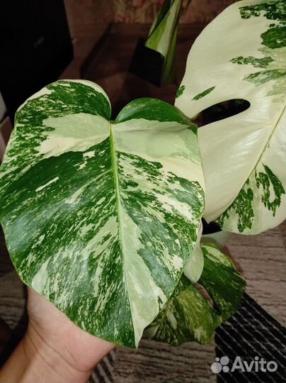 Монстера альба