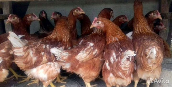 Куры-несушки