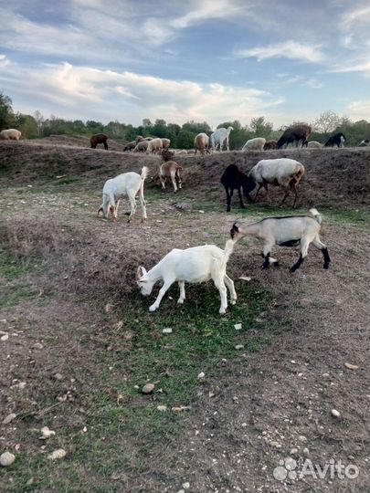 Козлики на мяса