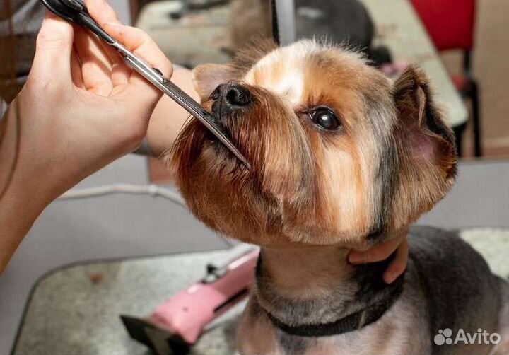 Грумер стрижка собак и кошек