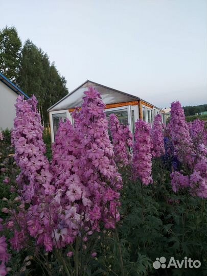 Дельфиниум Новозеландский, махровый, низкорослый