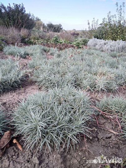 Цветы Кустарники