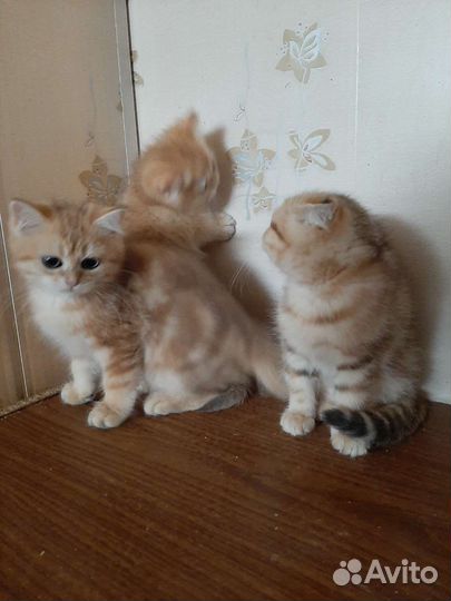 Шотландские котята