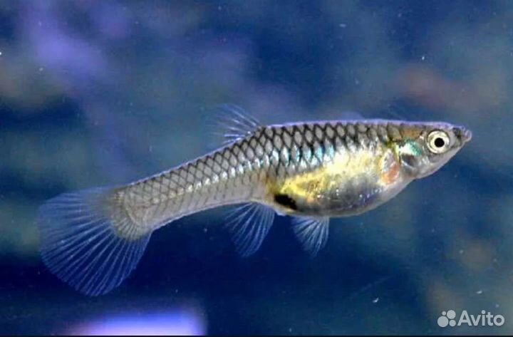 Гуппи самки