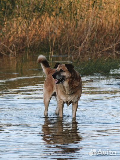 Фотоаппарат canon DS126181 объектив 18-135 mm