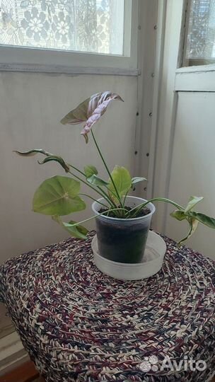 Сингониум неон пинк