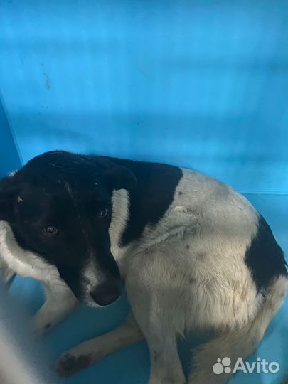 У Мурочки 2 дня до улицы