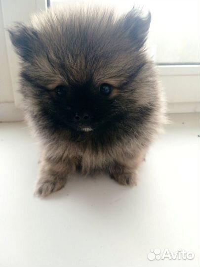 Продам щенков шпица