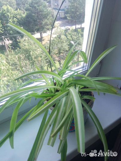 Хлорофитум