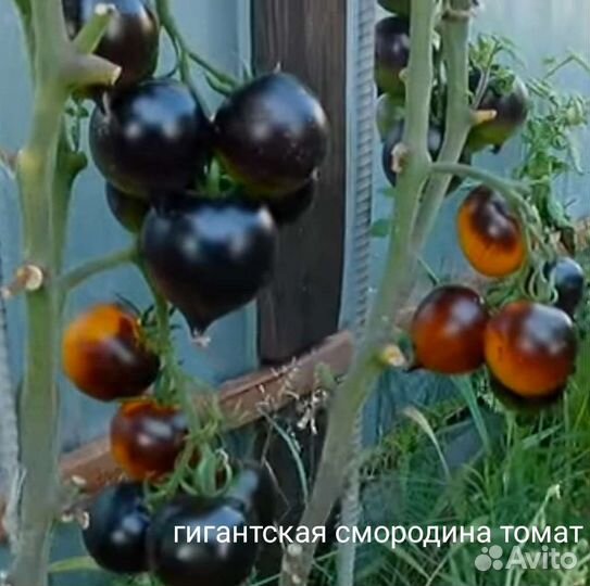 Семена томатов