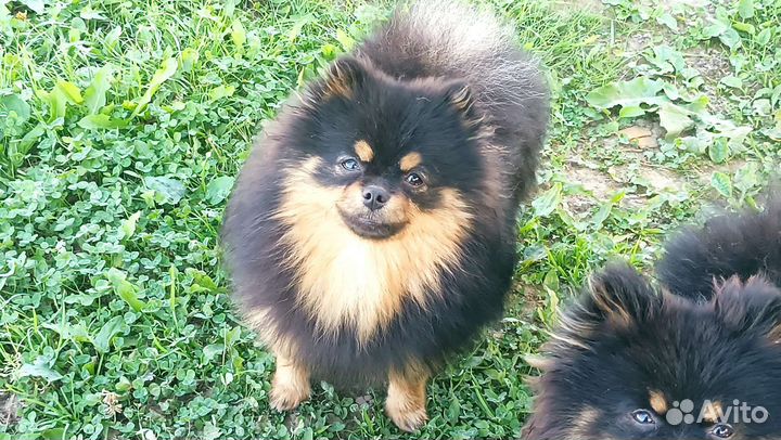 Щенки померанского шпица