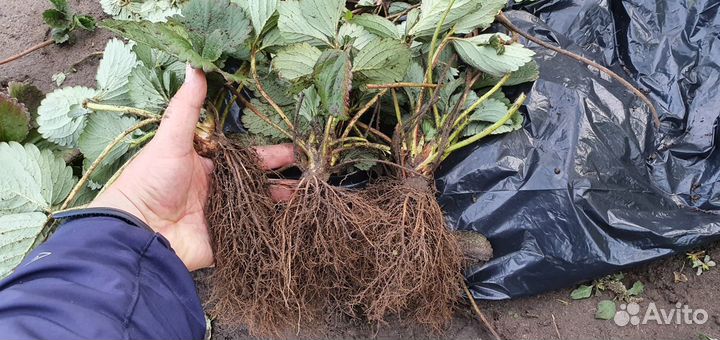 Рассада клубники Сопрано, Альба и др