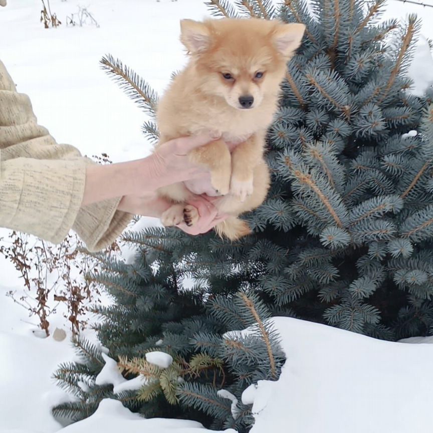 Щеночек девочка