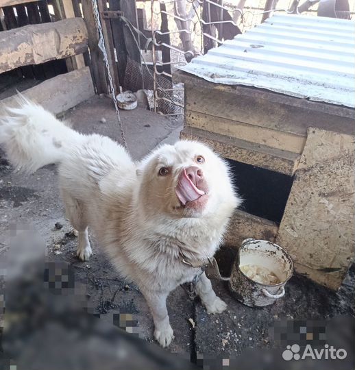 Отдам в добрые руки