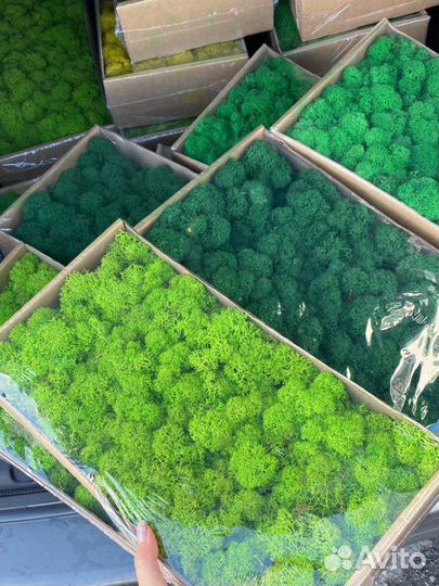 Мох стабилизированный, розница и опт, зеленый