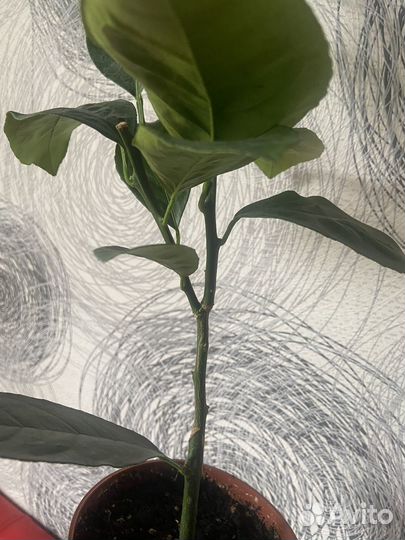 Апельсин Моро